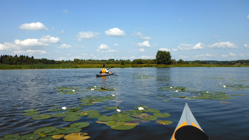 Поляна водных лилий в дельте Покши.