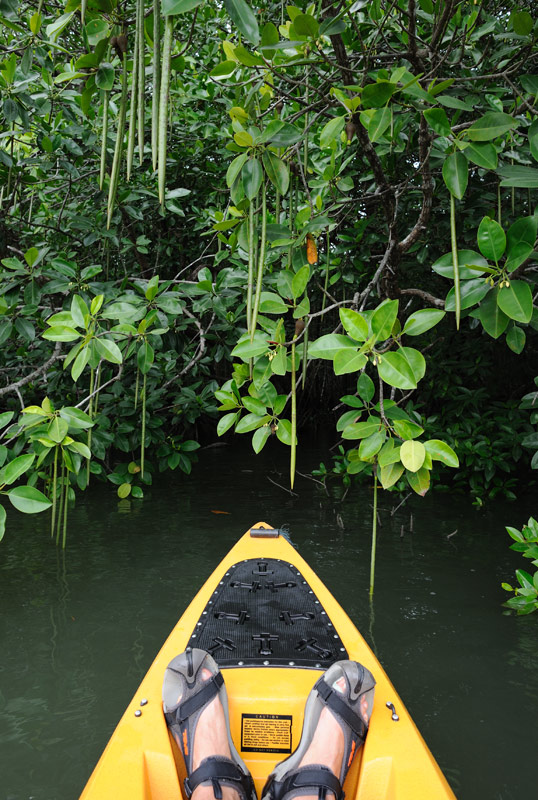 А вот и мангровые стручки. Надо как-нибудь привезти домой, посадить в горшок. Вроде как в пресной воде они растут еще лучше.