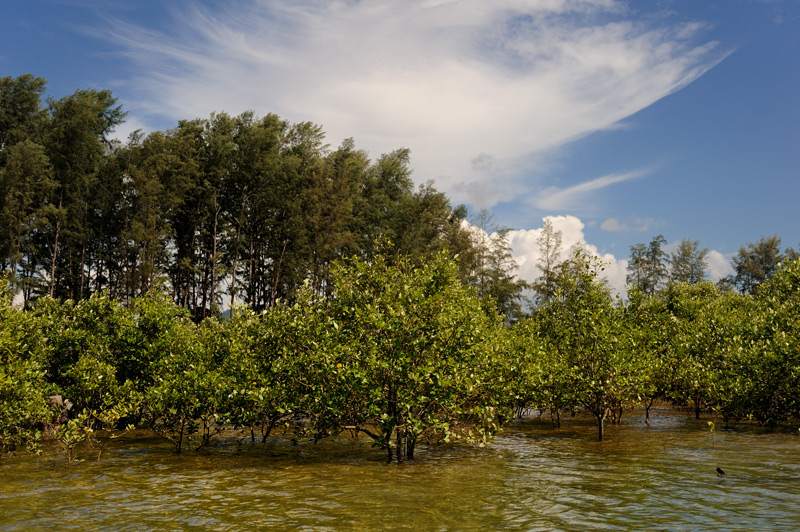 Небольшие мангровые болотца. 