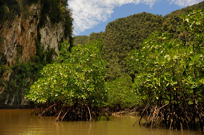 Вода в мангровых зарослях, естественно, соленая. 