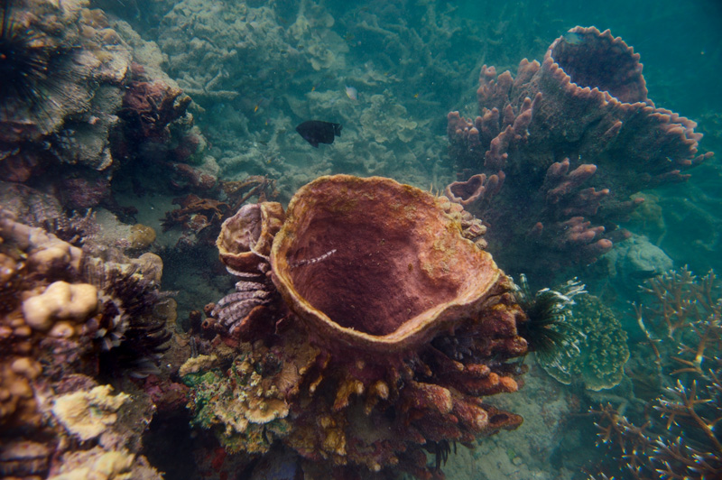 Всякую подводную нечисть лучше снимать в более подходящие сезоны — когда меньше планктона и вода прозрачнее. 
