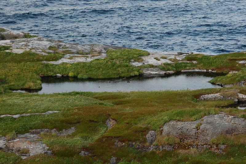 Баренцево море в районе Киркенеса (Северная Норвегия). 24 июня – 1 июля 2011.