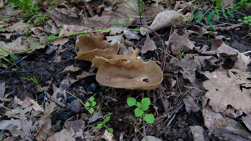 В прошлогоднем походе на этой поляне были обнаружены какие-то фиолетовые грибы. На этот раз обнаруженные грибы были не менее подозрительными. Я подумал-подумал и решил, что и нынче придётся обойтись без грибной похлёбки.