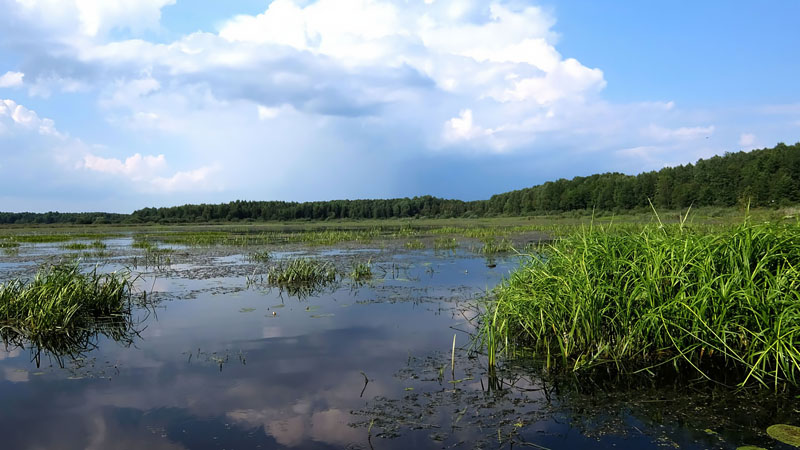 Снова перемещаюсь мимо
заросшего озера Фомино.