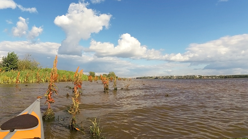 Вдалеке
уже можно разглядеть Кострому. Меня вышел встречать конский щавель. Странная
водоросль, обычно он растет только на берегу. Гребу легко, ветер попутный.