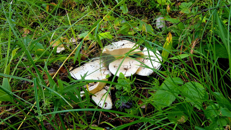Да где же вы, знакомые съедобные грибы?