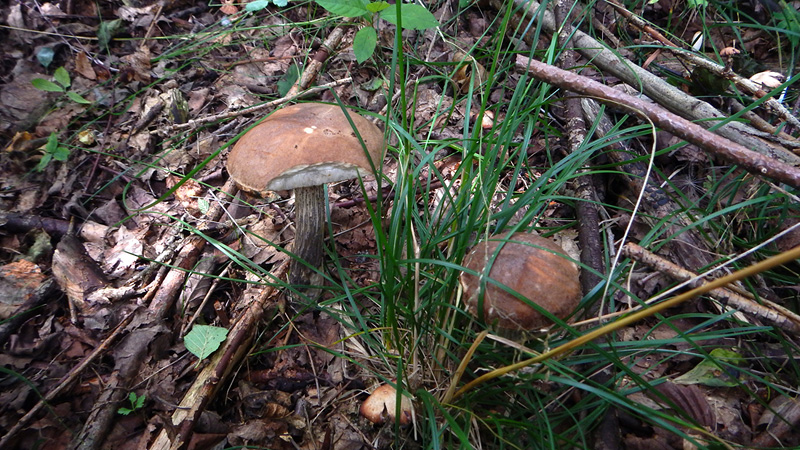 Начало
августа. Время собирать первые грибы. Сунулся в лес. Да, грибы есть!