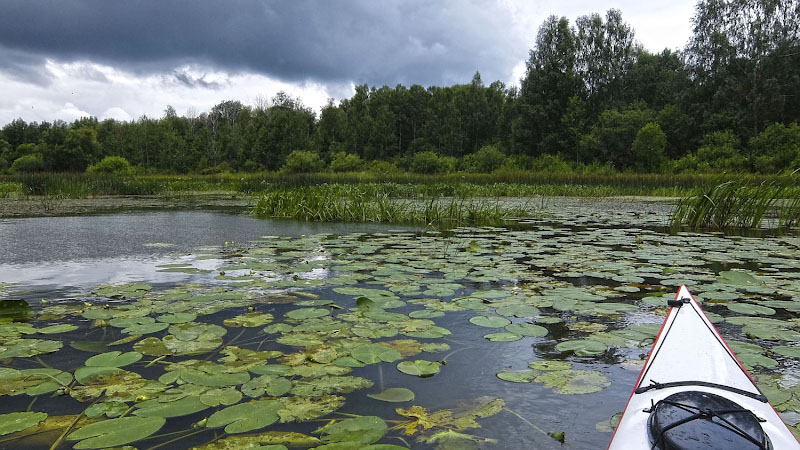 Облачность очень низкая. Тучи цепляются за верхушки деревьев.