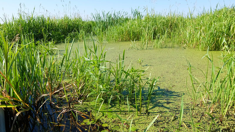 Попадаются сплошь затянутые ряской водные пространства. Среди цветковых растений ряска наименее морфологически дифференцирована. У неё нет специализированного стебля, листьев. Есть просто зеленая пластина с корешками и боковыми побегами.