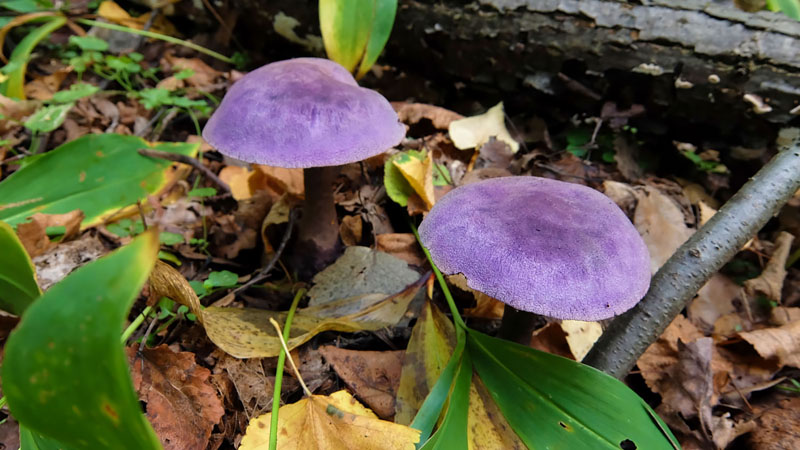 Вся поляна усеяна какими-то
подозрительными фиолетовыми грибами. Я такие вижу впервые. Позже случайно
увидел их по телевидению. Это, наверное, паутинник фиолетовый, дальний родственник
шампиньона. Но есть такой я бы не рискнул – выглядит, как какой-то
галлюциноген. Ни одного благородного гриба я так и не нашёл.