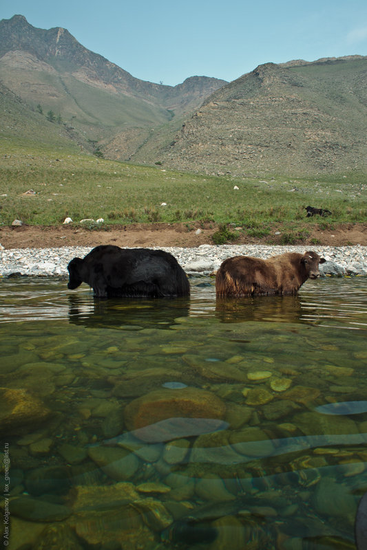 Сарлыки, спасаясь от жары, охлаждаются в воде.