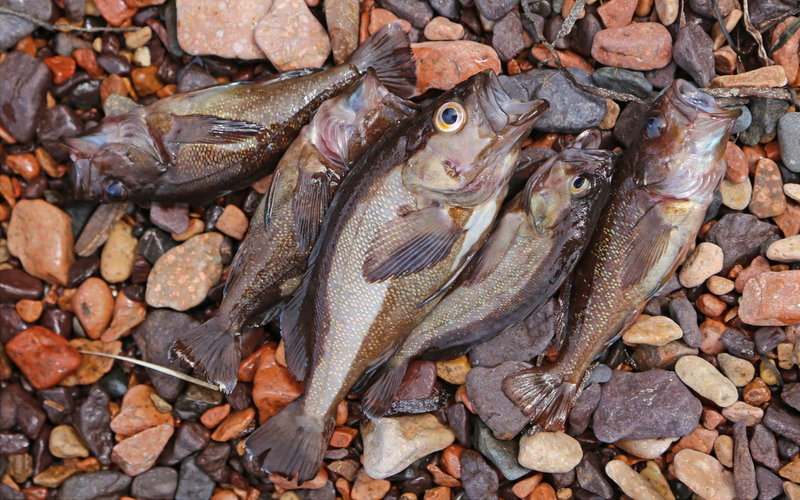 Веселый рыболовный поход на морских каяках на о. Попова