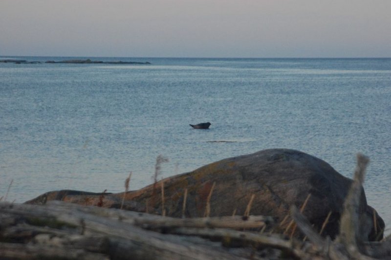 21:37. Солнце село. Но темнеет по северному медленно. Пока относительно светло.