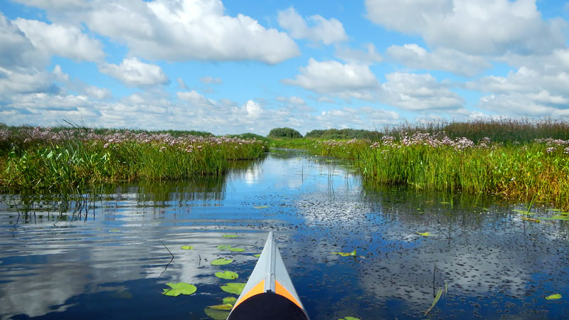 Произрастает у нас на водохранилище в большом количестве. Корни сусака съедобны. Все планирую как-нибудь попробовать. Во всяком случае, у якутов, до появления вместе с русскими купцами пшеничной муки, сусак служил основой их повседневного рациона. Специальные исследования выявили, что в корнях сусака действительно есть практически всё, что нужно для питания человеку – крахмал, много белка и даже некоторое количества жира. Так что это не суррогат для питания, а вполне себе полноценная жрачка.