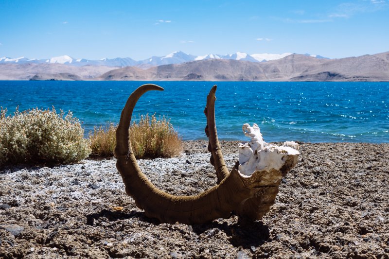 Как и обещал прогноз, ветер с запада начал усиливаться, на воде у берега
было еще терпимо, а вот дальше, с километр в сторону южного полуострова, вода
побелела от пенных гребней волн. Высаживаться в заливе, который был заранее
выбран для обеда, не стал, склон оказался далековато и ветер с запада дул очень
уж сильно. Хоть карта и обещала там четыре ручья, но обедать на таком ветру точно
не стоит. Ушел в следующий залив, где склон ближе к берегу и больше укрывал
меня. Высадился в 13:16 в устье опять же сухого ручья, и долго искал на склоне приемлемое
место для обеда. Как и обещал прогноз, ветер с запада начал усиливаться, на воде у берега
было еще терпимо, а вот дальше, с километр в сторону южного полуострова, вода
побелела от пенных гребней волн. Высаживаться в заливе, который был заранее
выбран для обеда, не стал, склон оказался далековато и ветер с запада дул очень
уж сильно. Хоть карта и обещала там четыре ручья, но обедать на таком ветру точно
не стоит. Ушел в следующий залив, где склон ближе к берегу и больше укрывал
меня. Высадился в 13:16 в устье опять же сухого ручья, и долго искал на склоне приемлемое
место для обеда.
