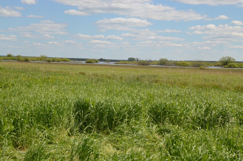 За узкой полоской берега снова начинается вода. 