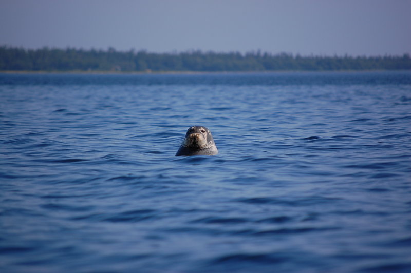 Одиночная прогулка на морском каяке. Белое море 2011 Кемь-Кузова-Соловки