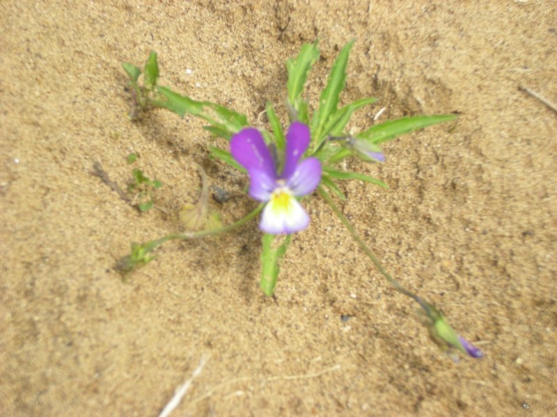 Одинокий цветок "Анютиных глазок" посреди пляжа.