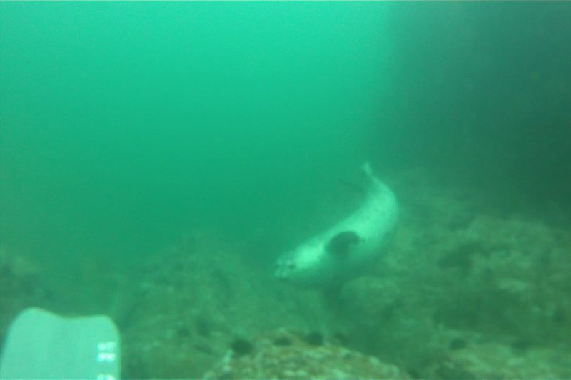 Добавил несколько кадров с экшен-камеры Gopro Hero HD. К сожалению для съемок под водой она совершенно не подходит, хотя погружать её можно на 60 м. Под водой она теряет фокус напрочь. Вот несколько кадров купания с тюленями.