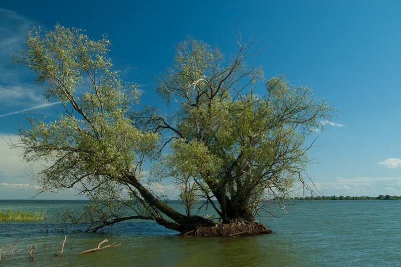Очень живописное дерево стоящее в воде.