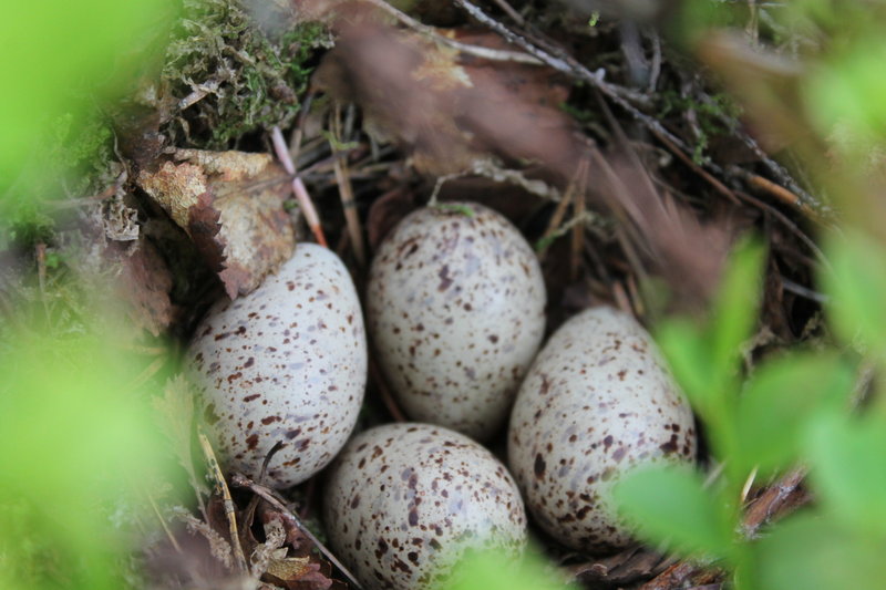 Удалось увидеть гнездо с будущем потомством какой то птицы.