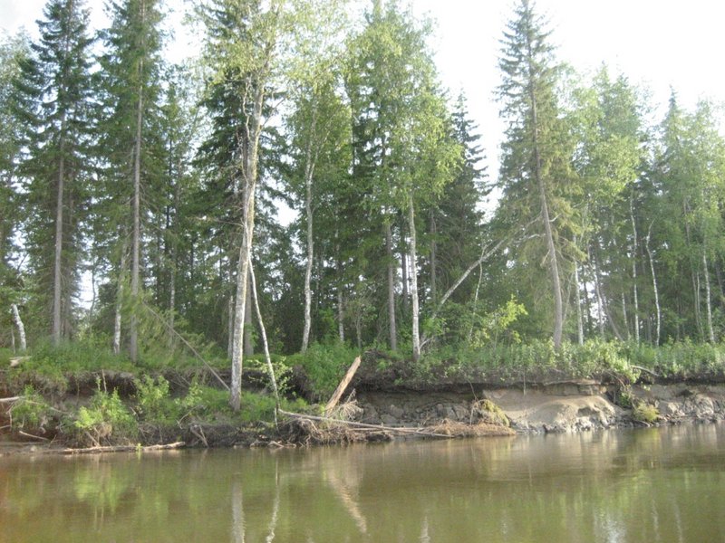 Красивый лесной пейзаж. Правда берег непреступный, возможности причалить и забраться наверх не видно.