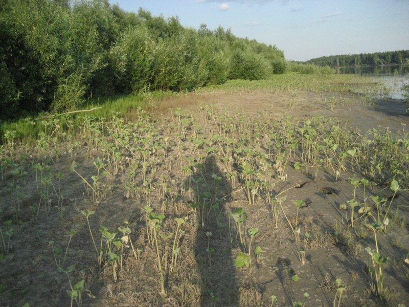 Растительность на правом берегу (в поисках места стоянки/ночлега). Под ногами - топкий ил, слева - непреступные заросли.