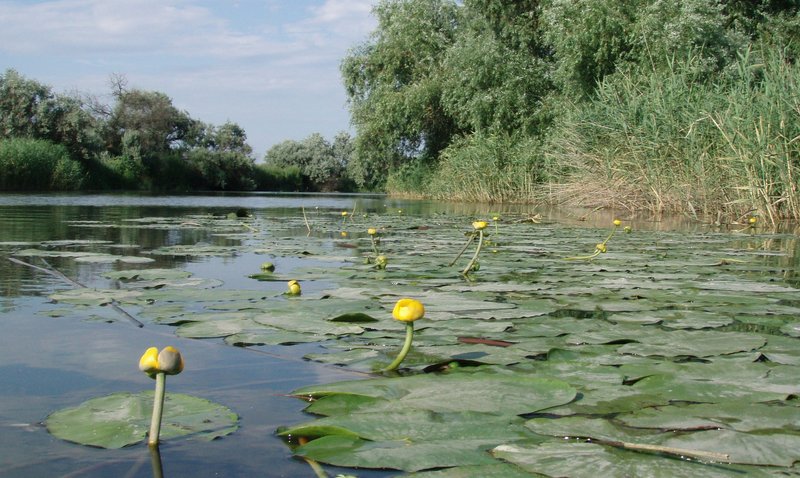 Рогожкино