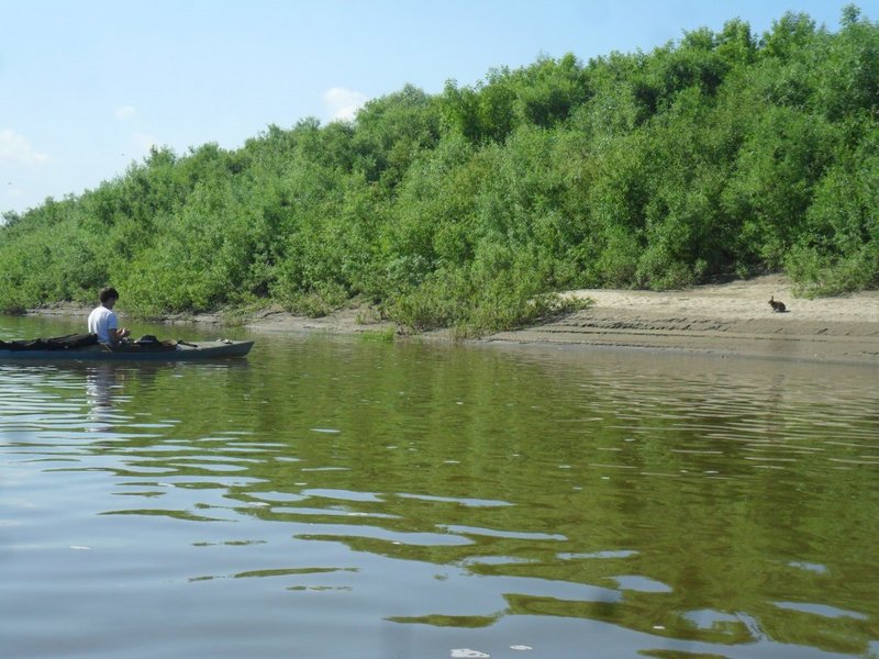 Любопытный заяц прибежал посмотреть, кто это тут воду баламутит 